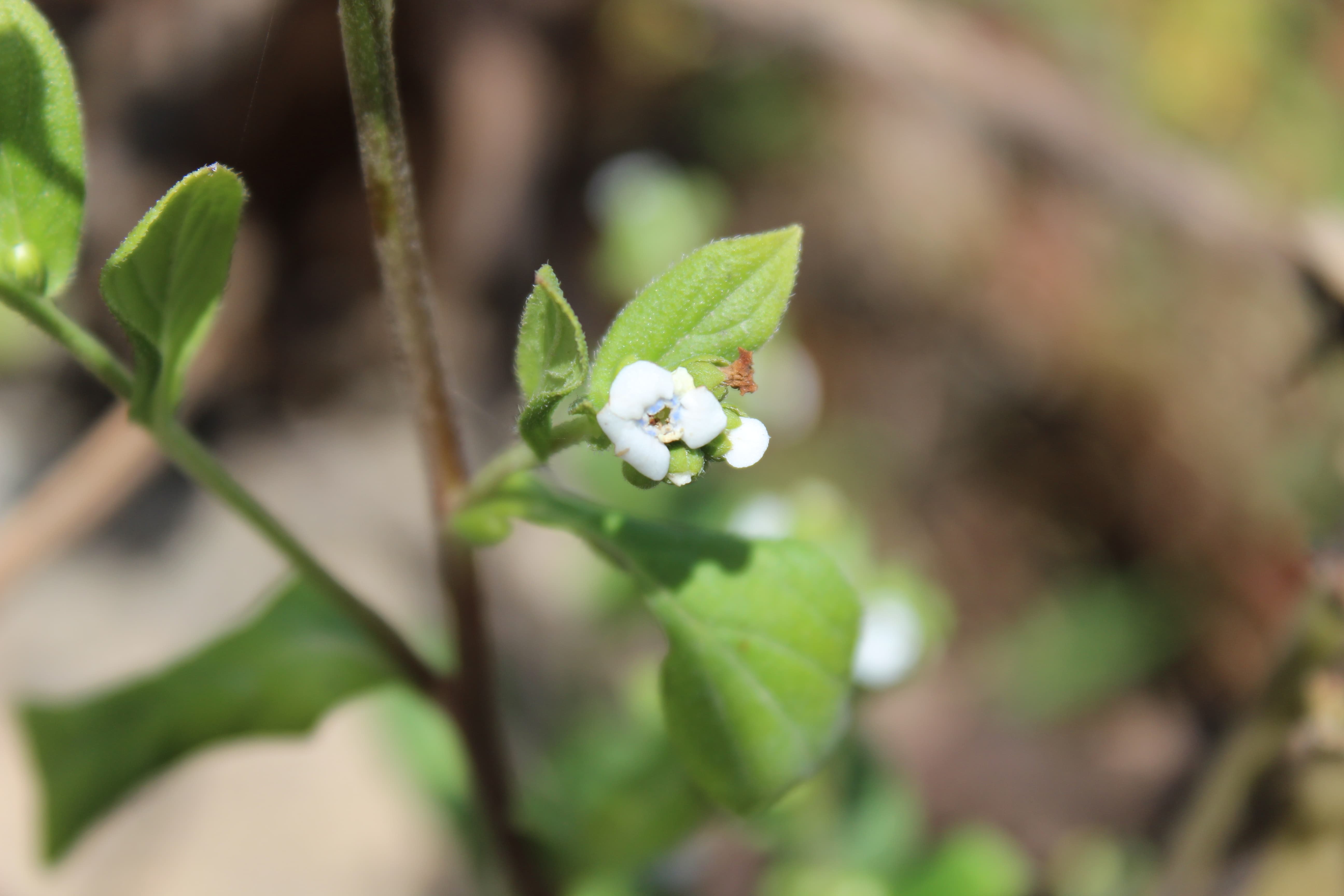 Plant Image